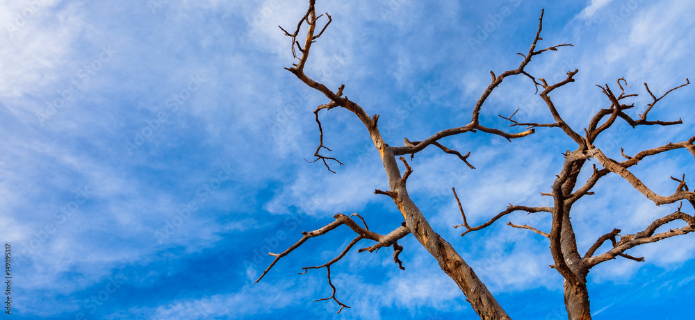 Beautiful Sedona juniper tree against the blue sky