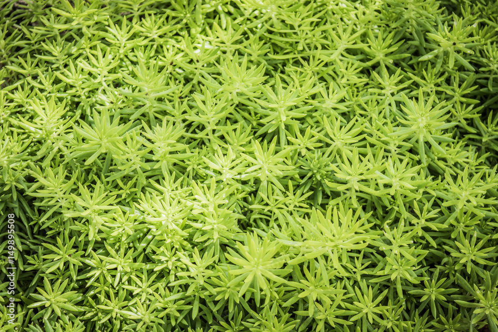 Green leaf texture. Leaf texture background Green leaf texture. Leaf texture background
