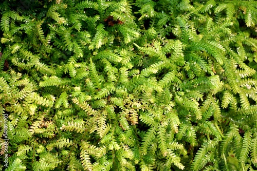 fresh green fern selaginella involvens on the ground photo