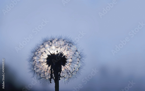 dandelion under moonlight