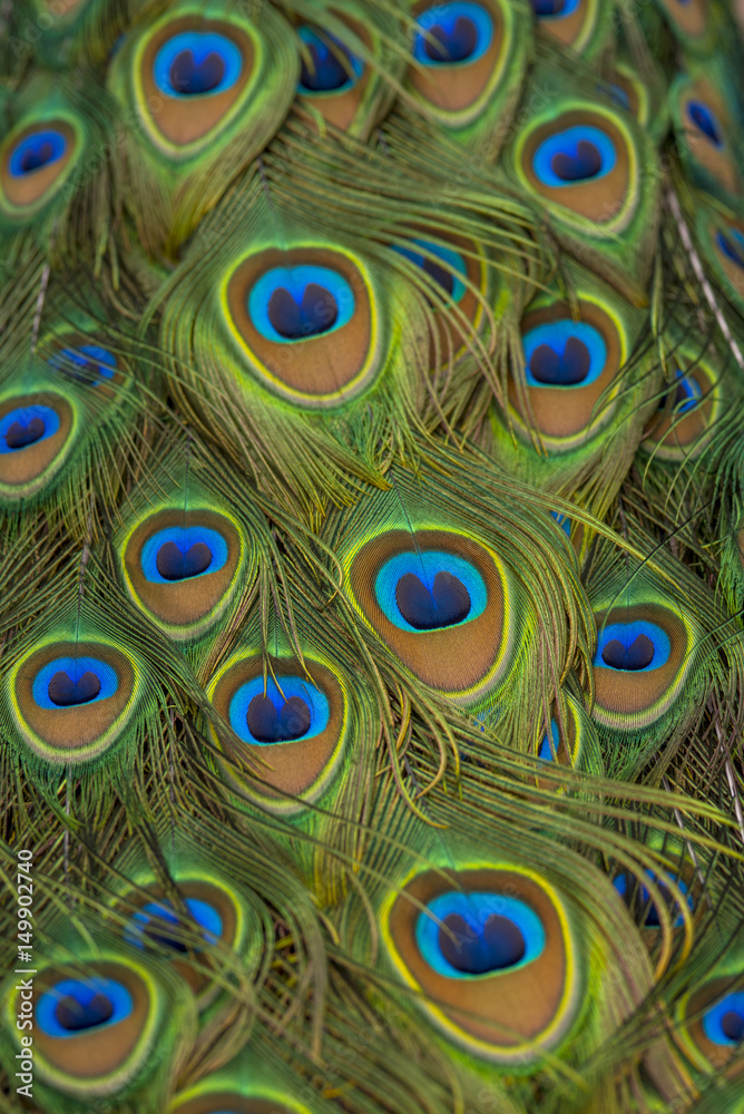 Obraz premium Close up peacock feathers