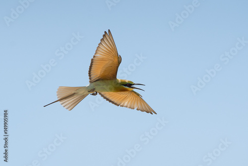 Blue-tailed bee-eater , Beautiful bird