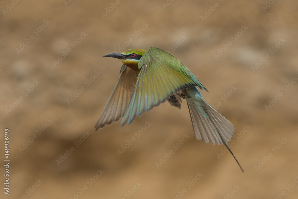 Blue-tailed bee-eater , Beautiful bird