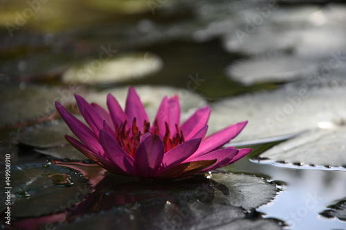 Red Lotus Flower