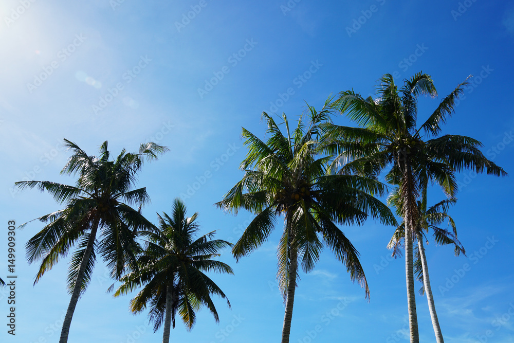 南国の椰子の木 Tropical Palm Tree,Palau