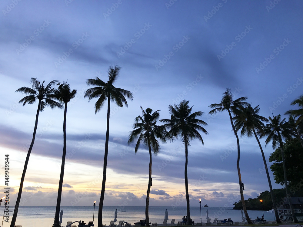 夕方のリゾート 椰子の木 Palm tree of resort at evening