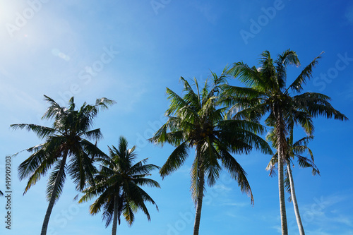                       Tropical Palm Tree Palau