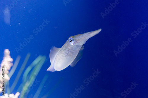 Cuttlefish