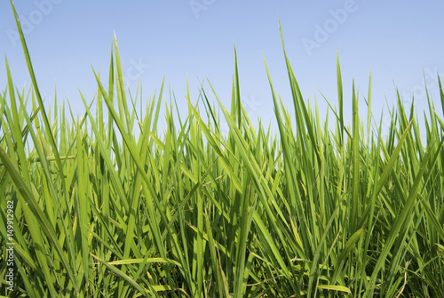 Fresh Grass land under blue sky