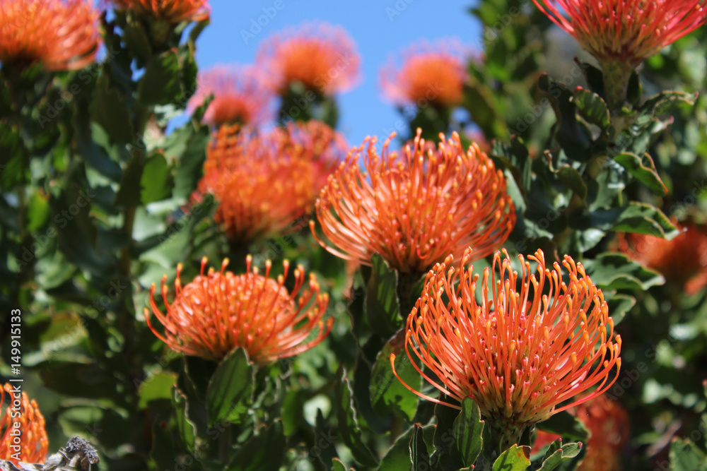 red orange flower with green stem and blue background