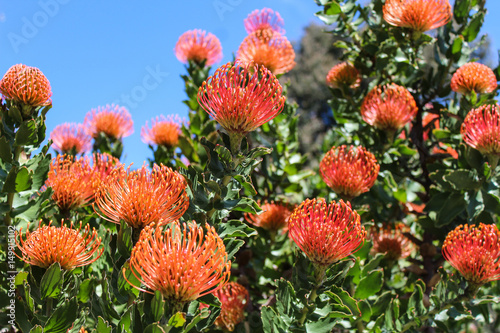 red orange flower with green stem and blue background