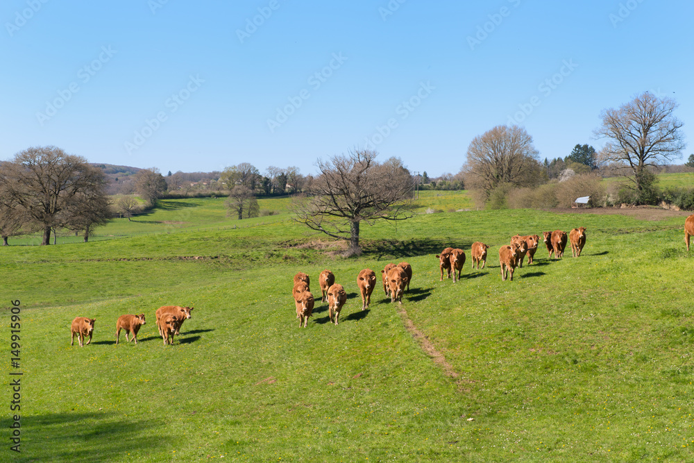 Fototapeta premium Limousin cows in landscape