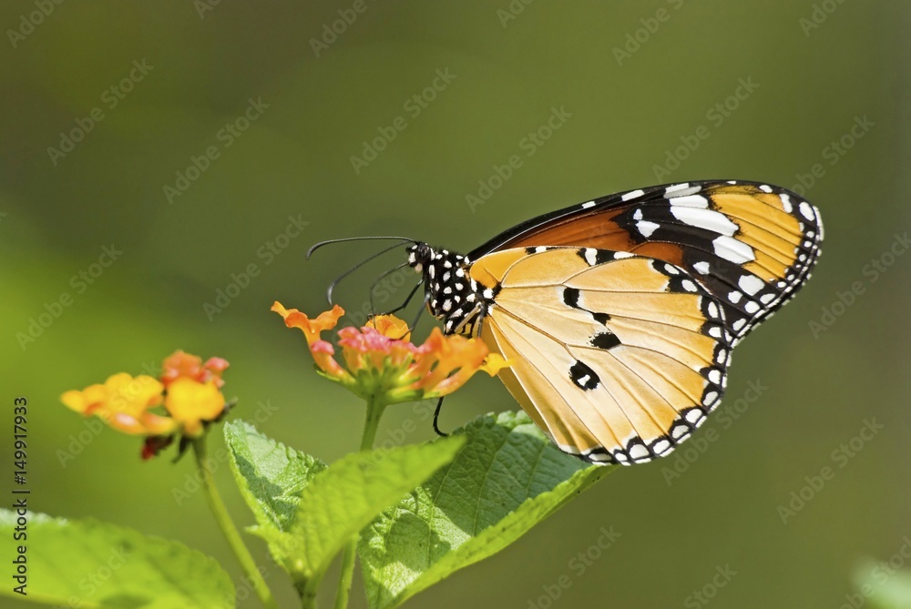 Fototapeta premium Milkweed butterfly (Anosia chrysippus, Danaidae) feeding on flow