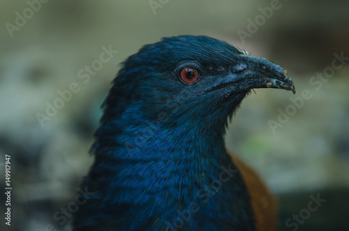 Greater Coucal bird (Centropus sinensis) © forest71