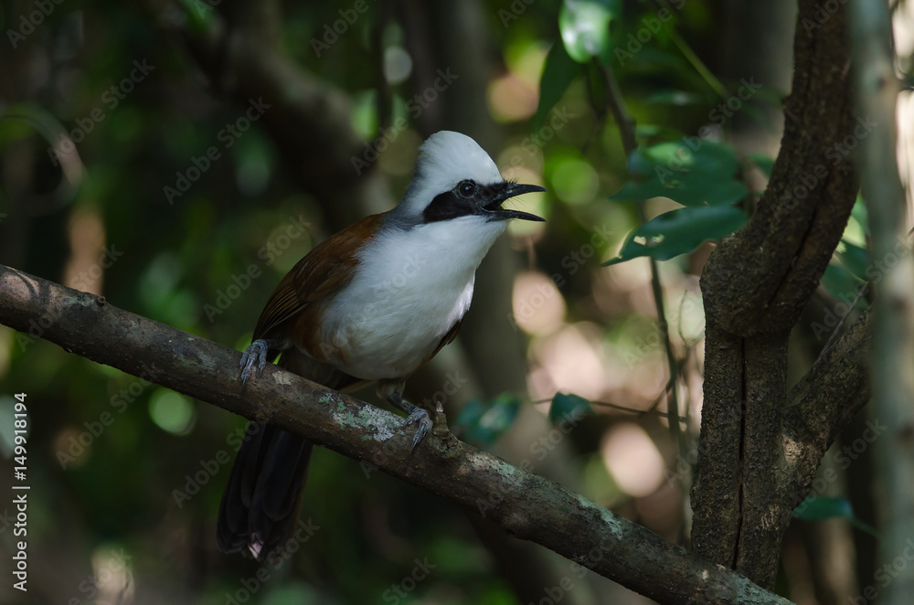 Fototapeta premium White-crested laughing thrush (Garrulax leucolophus)