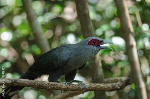  Green billed Malkoha in nature photo