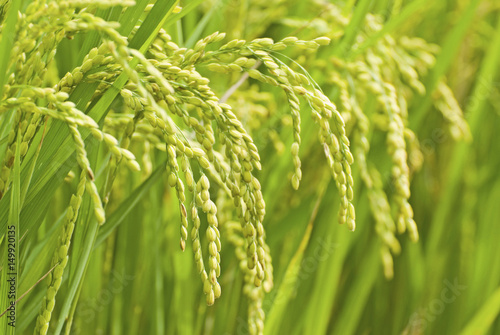 Obraz na plátně paddy rice harvest