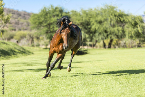 Fototapeta Naklejka Na Ścianę i Meble -  Thoroughbred wild horse