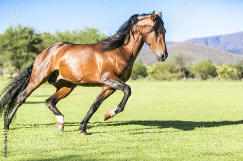 Fototapeta Naklejka Na Ścianę i Meble -  Thoroughbred wild horse