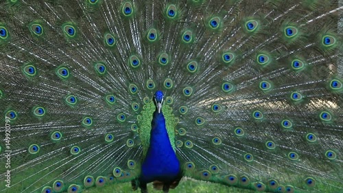 Beautiful peacock with fully fanned tail
