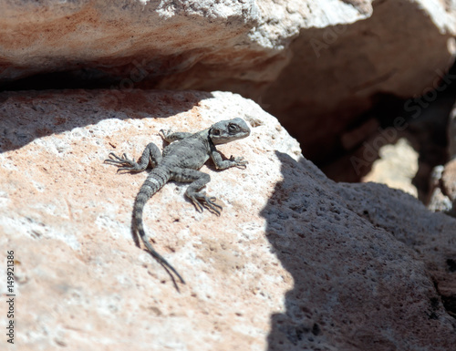 Black lizard sitting on a rock on the morning and  basking in the sun in Rosh Hanikra in Israel photo