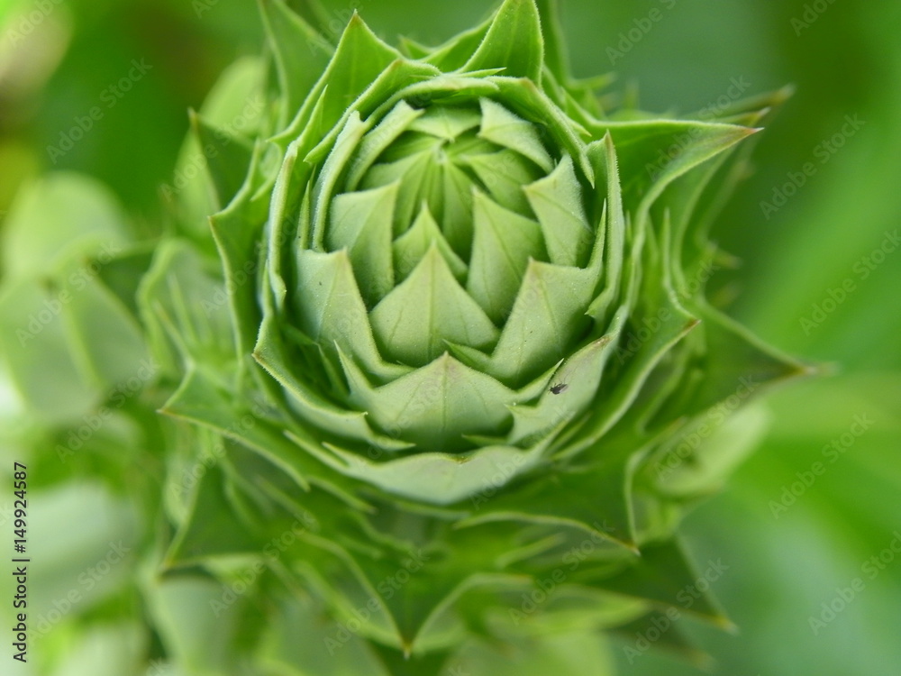 Obraz premium Beautiful 