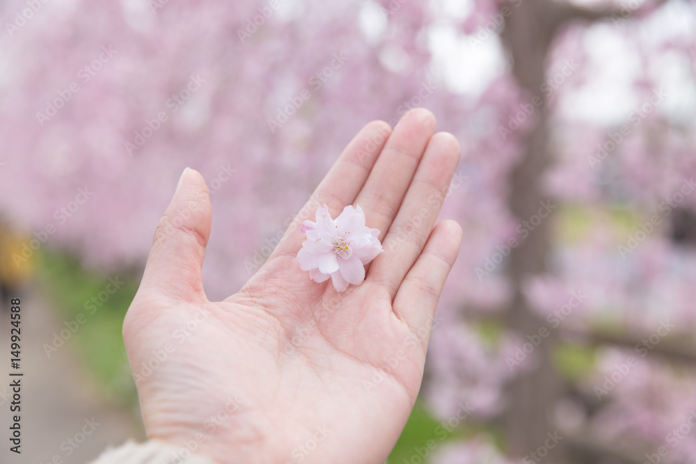 pink cherry blossom on woman's hand pink cherry blossom on woman's hand