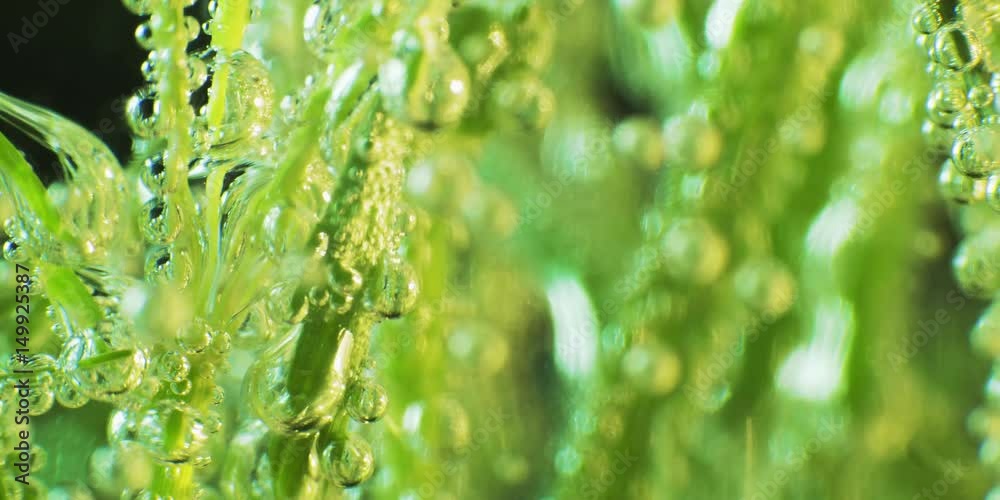 Grass with dew drops. Blurred Grass Background With Water Drops macro. Nature. 4k
Grass with dew drops. Blurred Grass Background With Water Drops macro. Nature. 4k