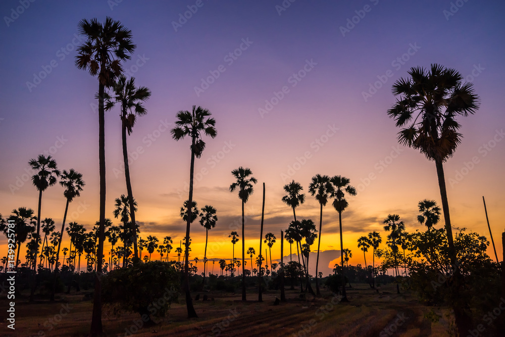 Obraz premium Silhouette sugar palm tree on rice farm