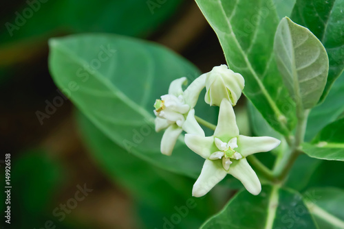 Giant Indian Milkweed photo