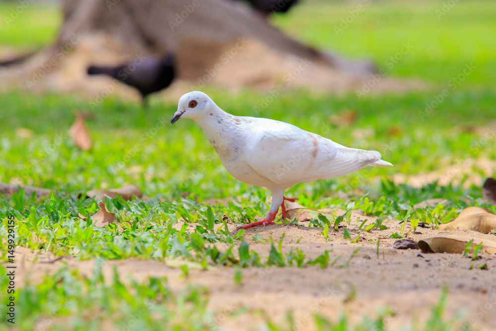 Beautiful white pigeon is walking on the green grass or sand ground.