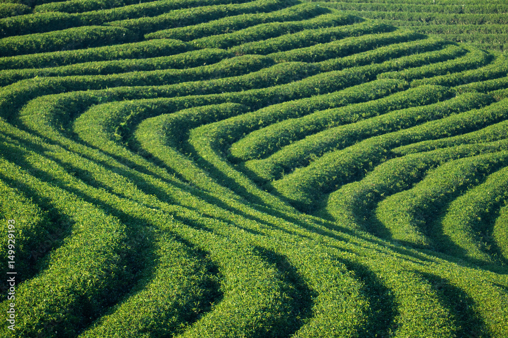 Tea plantation