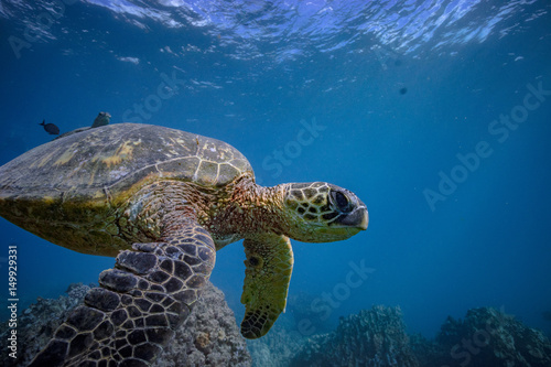 A big sea turtle in blue ocean in natural habitat. Underwater animals wildlife scenery. Pacific ocean fauna.