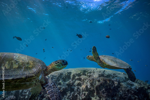 Fototapeta Naklejka Na Ścianę i Meble -  Underwater world with animals discovered. Two sea turtles floating over coral reef on blue background