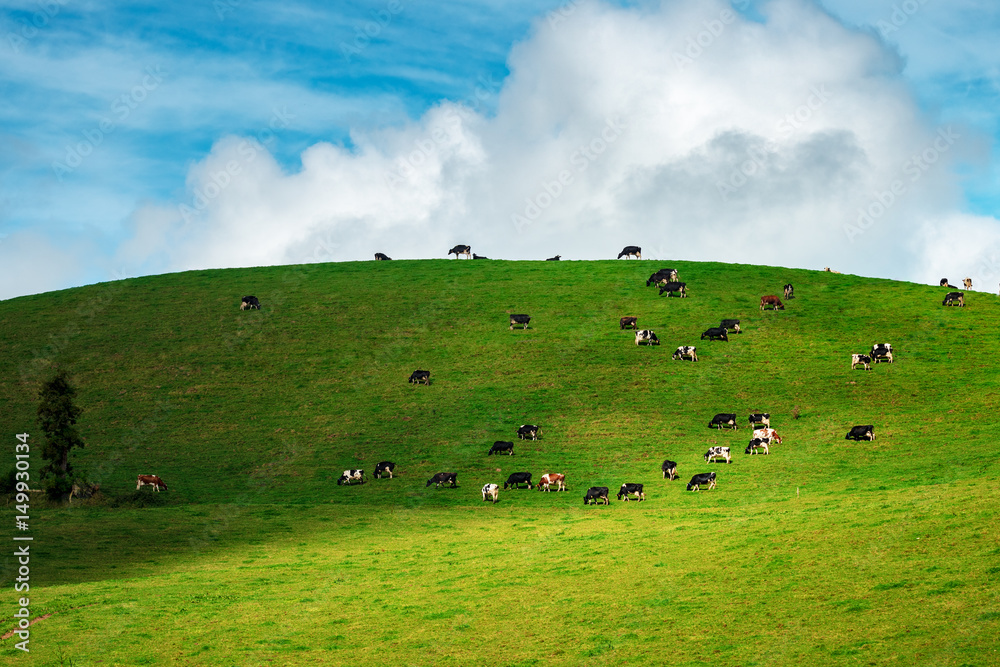Ταπετσαρία Herd of Cows in a pasture on green grass at hills