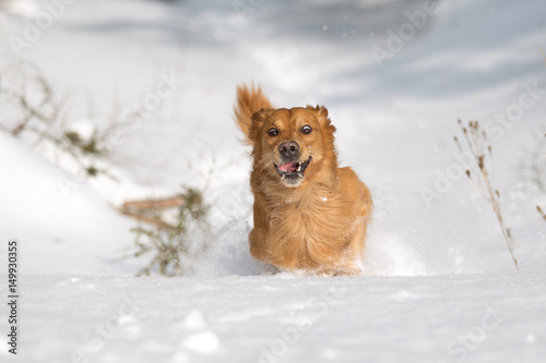 Golden Retriever läuft durch Schneedecke