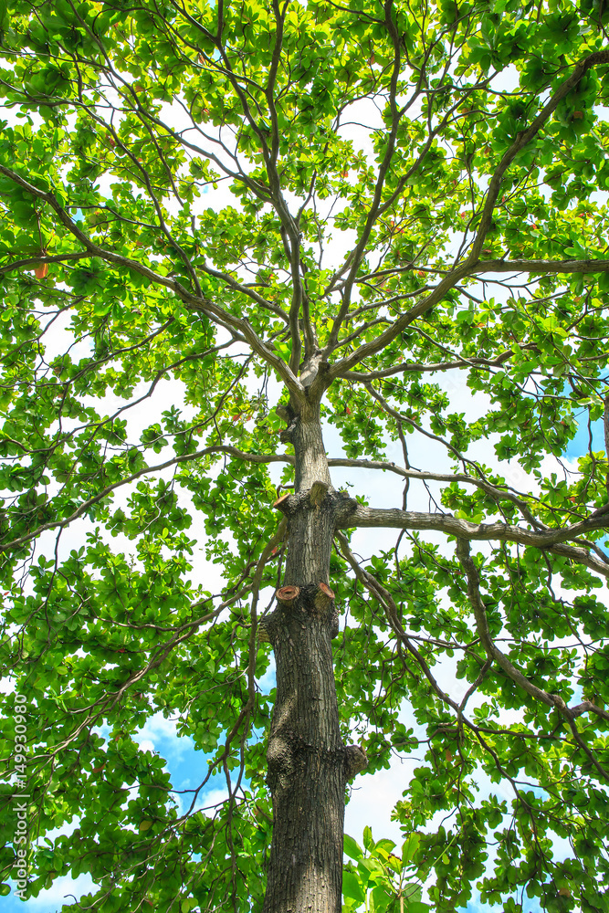 Fototapeta premium Malabar tree with green leaf.