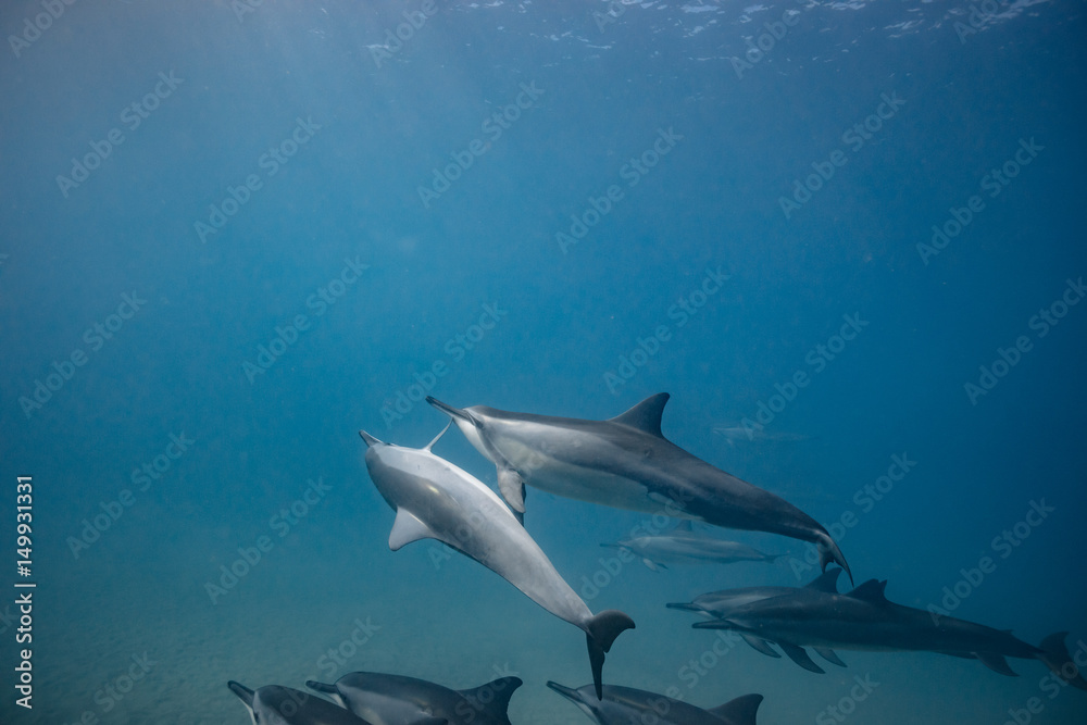 Wild dolphins underwater in deep blue ocean