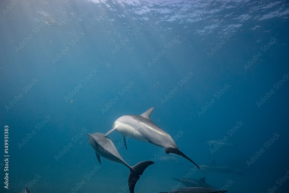 Fototapeta premium Wild dolphins underwater in deep blue ocean