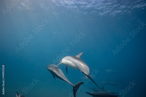 Wild dolphins underwater in deep blue ocean © willyam