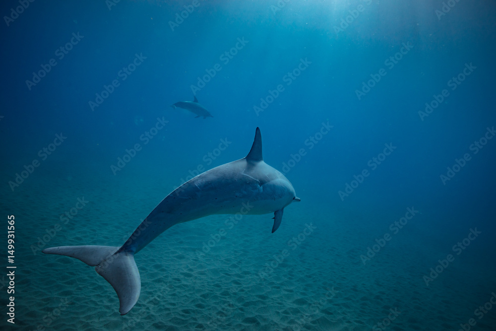 Fototapeta premium Wild dolphins underwater in deep blue ocean