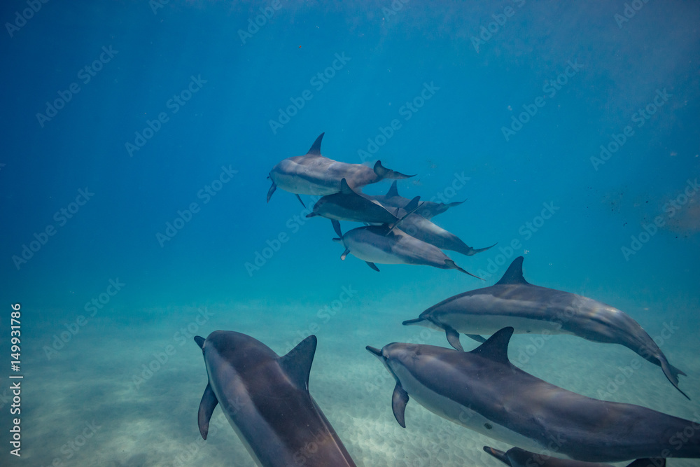 Fototapeta premium Wild dolphins underwater in deep blue ocean