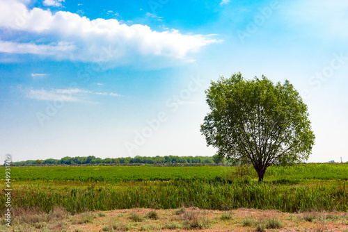 Lonely green tree in farm field, summer landscape