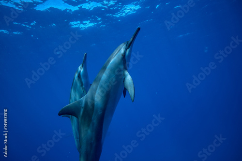 Two dolphins swimming up to the water surface to take a breath. Underwater wildlife scene with aquatic animals