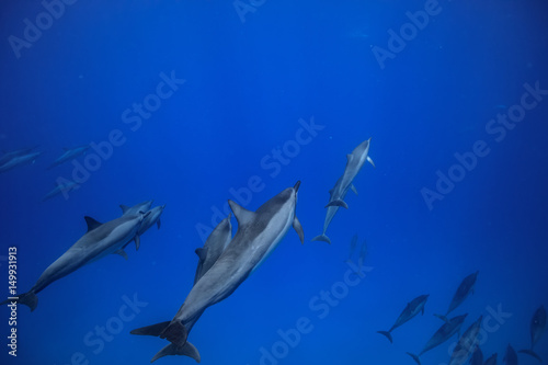 A pod of dolphins underwater traveling into the blue