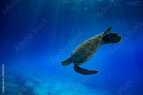 Sea turtle diving down. Tropical blue ocean water deep environment wildlife backfround.