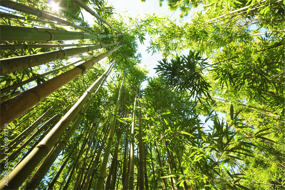 Bamboo forest