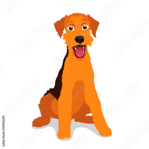 Cute dog - Airedale Terrier breed