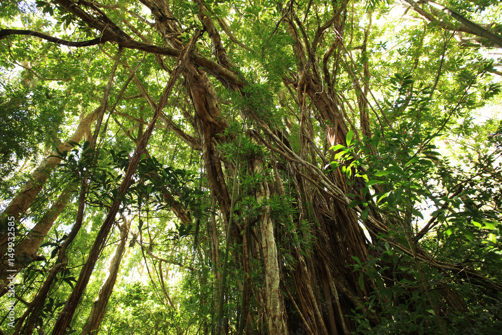 Naklejka premium Jungle green forest