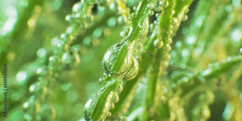 Grass with dew drops. Blurred Grass Background With Water Drops macro. Nature. 4k
Grass with dew drops. Blurred Grass Background With Water Drops macro. Nature. 4k